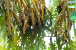 Mangrove